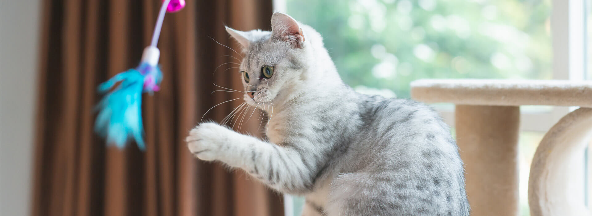 Brincadeiras e ambiente desktop