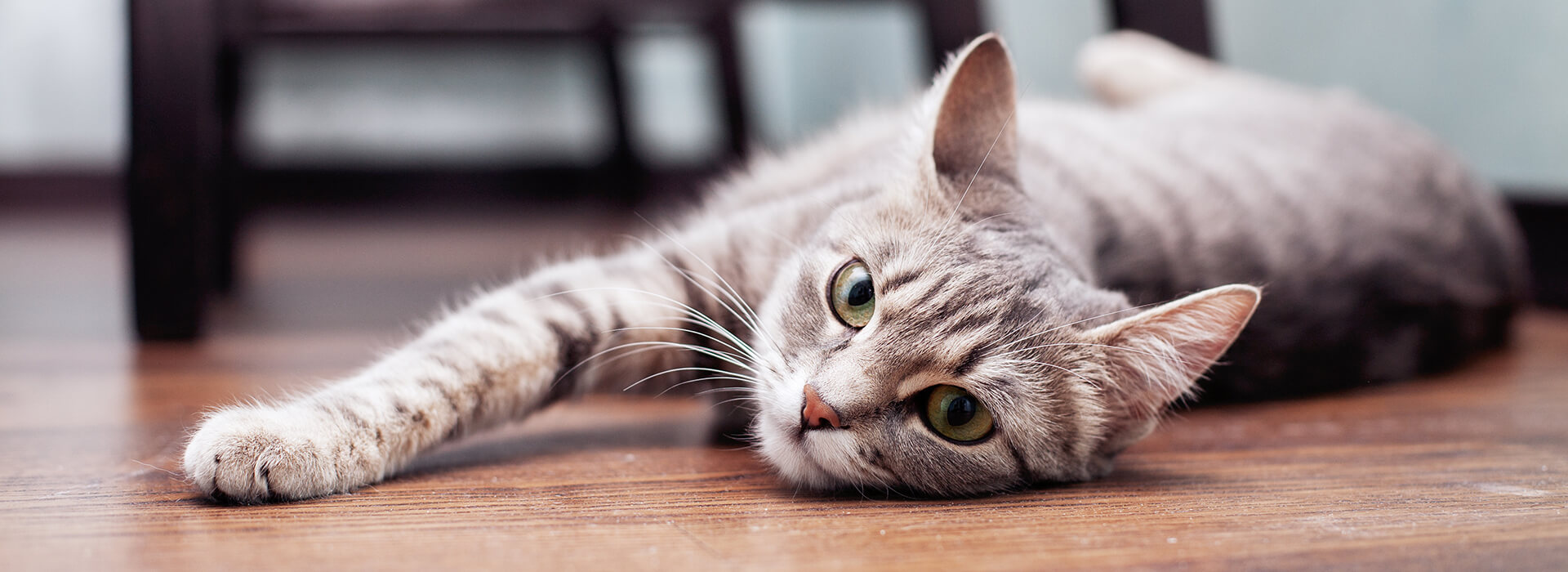 nutricao hero desktop