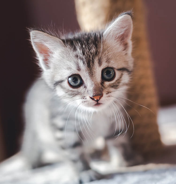 Conselho veterinário