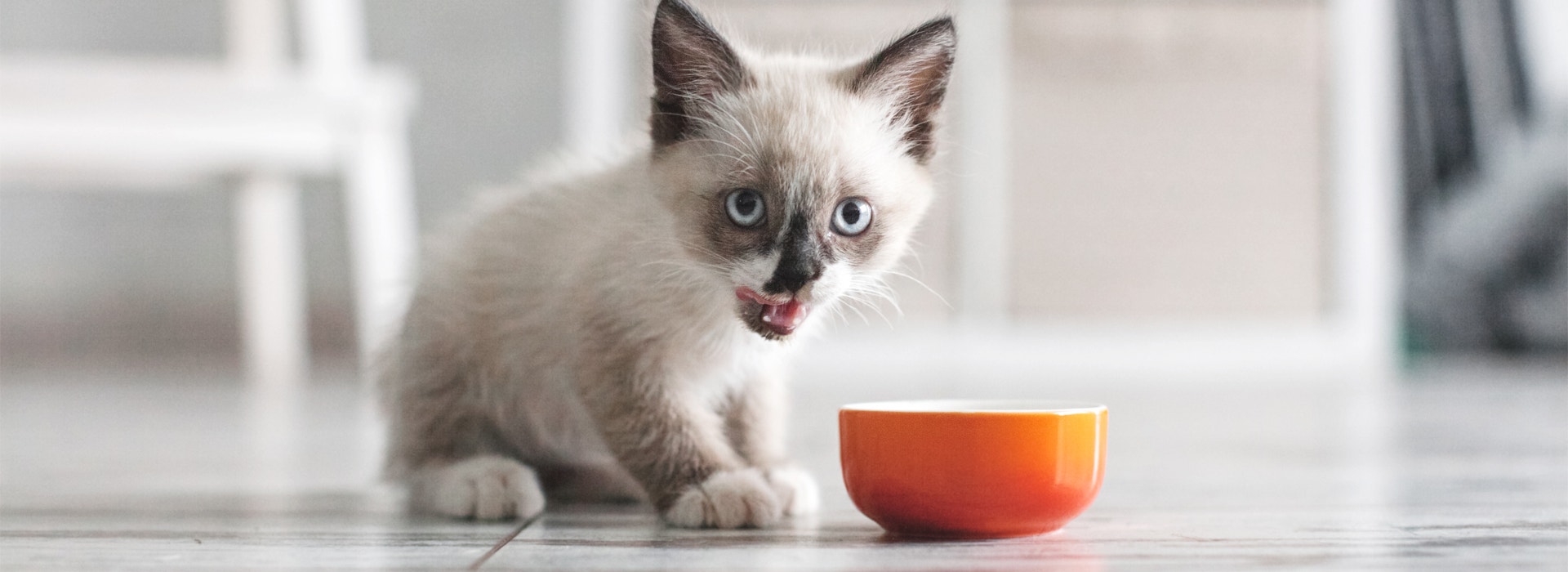 3 dicas que você não sabia para armazenar ração