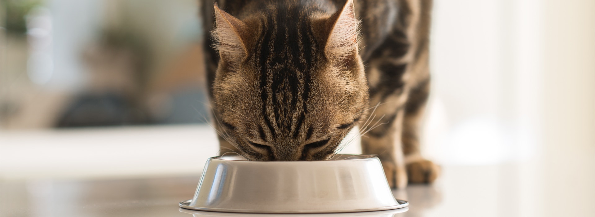 10 perguntas e respostas sobre WHISKAS® Melhor por Natureza