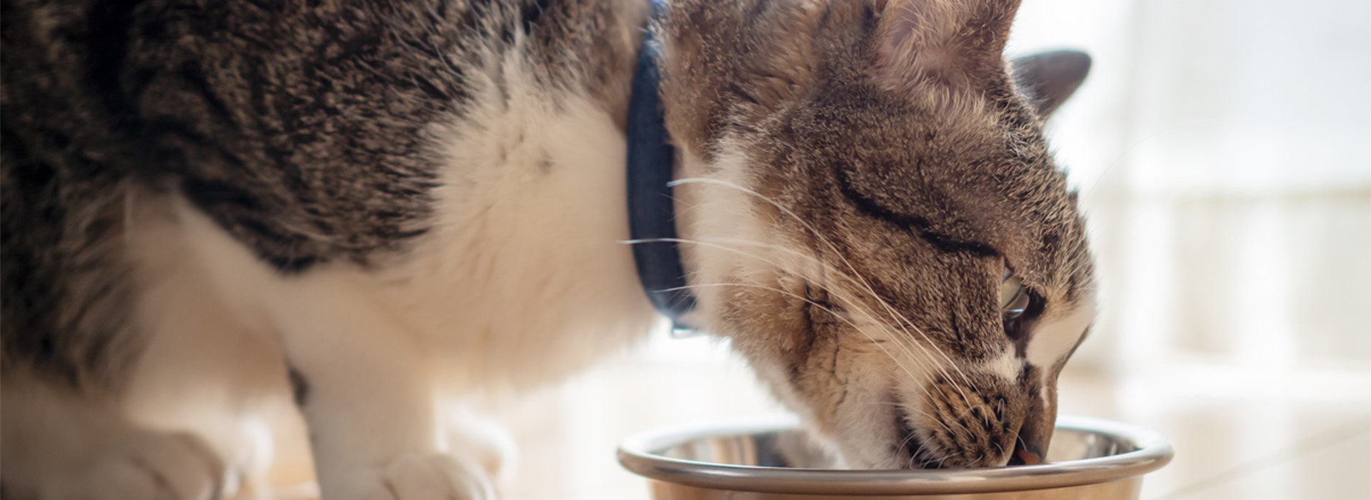 alimentation du chat dinterieur hero