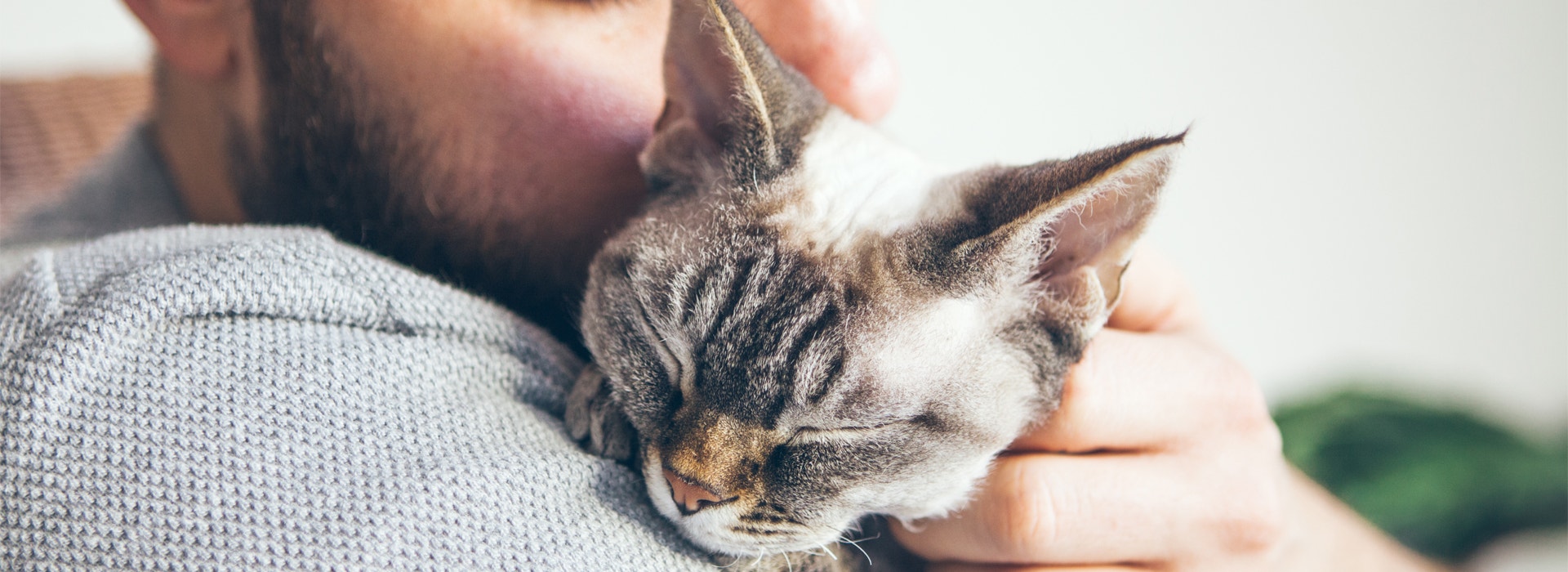 5 cuidados com gatos idosos que você precisa ter