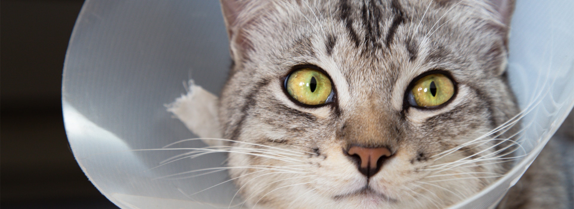 Tudo o que você precisa saber sobre castração