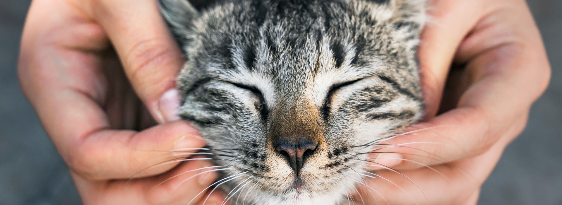 Dicas fáceis para dar banho em gatos