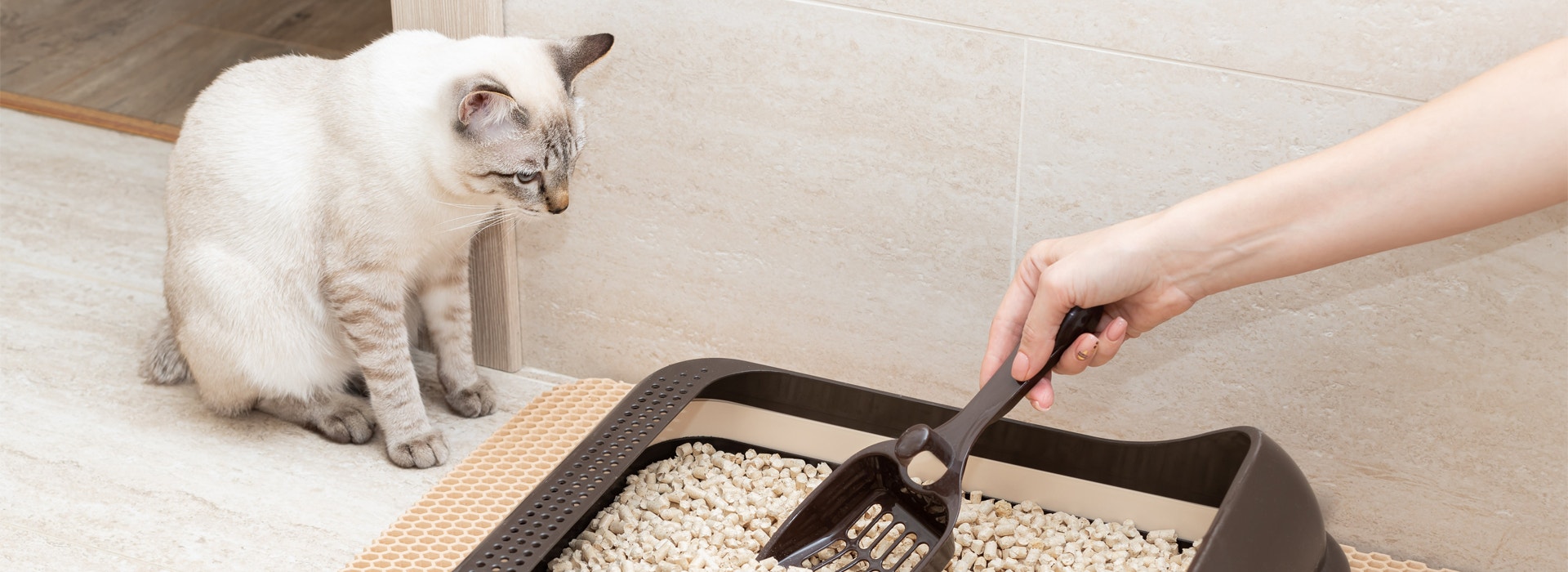 5 truques fáceis para ensinar seu gato a usar a caixa de areia