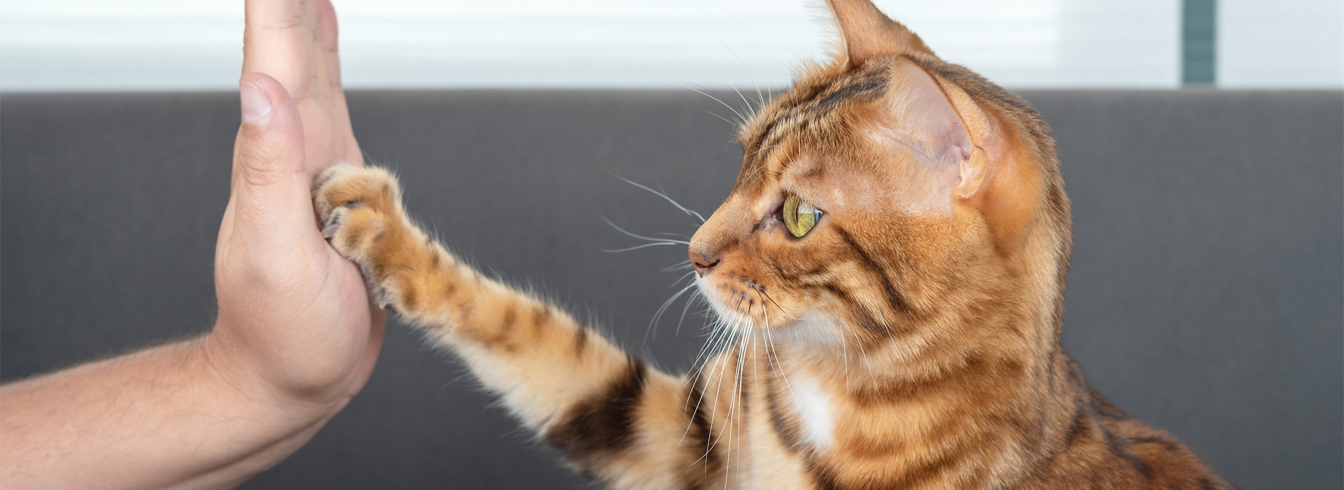 Truques para adestrar seu gato sem complicações