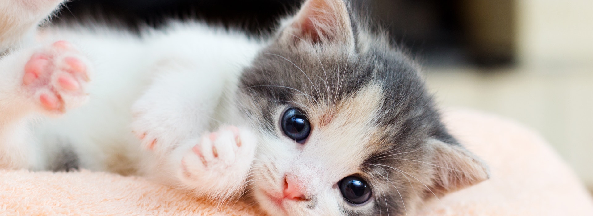 Tudo o que você precisa saber para cuidar de um gato filhote