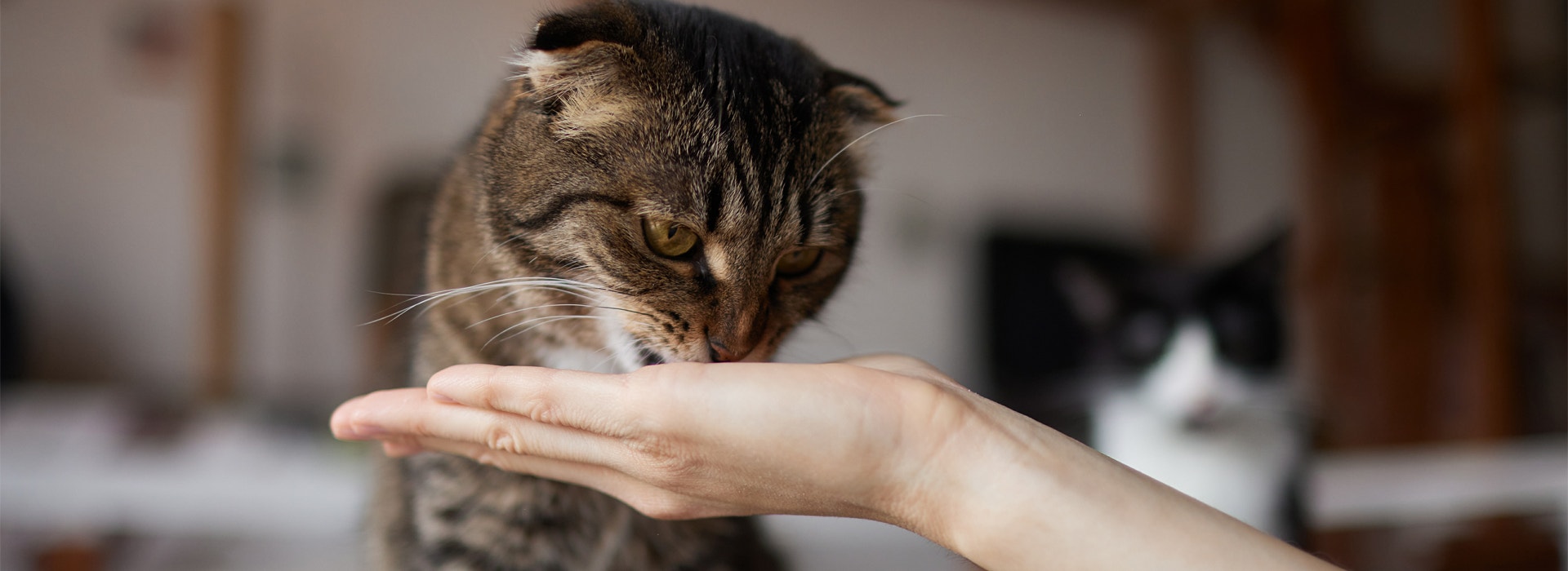faire plaisir a son chat les friandises adaptees a mon chat hero 