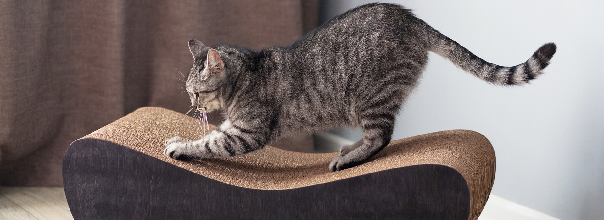 Por que gatos gostam de arranhar, escalar e se esconder?