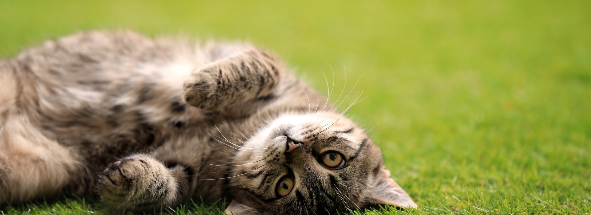 Afinal por que os gatos ronronam?