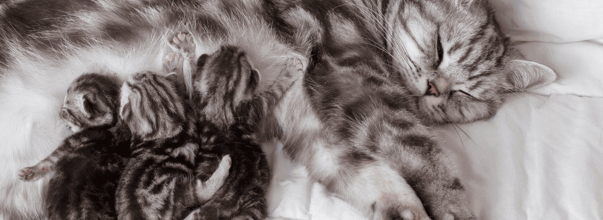 Mito ou verdade: Gato filhote pode tomar leite?