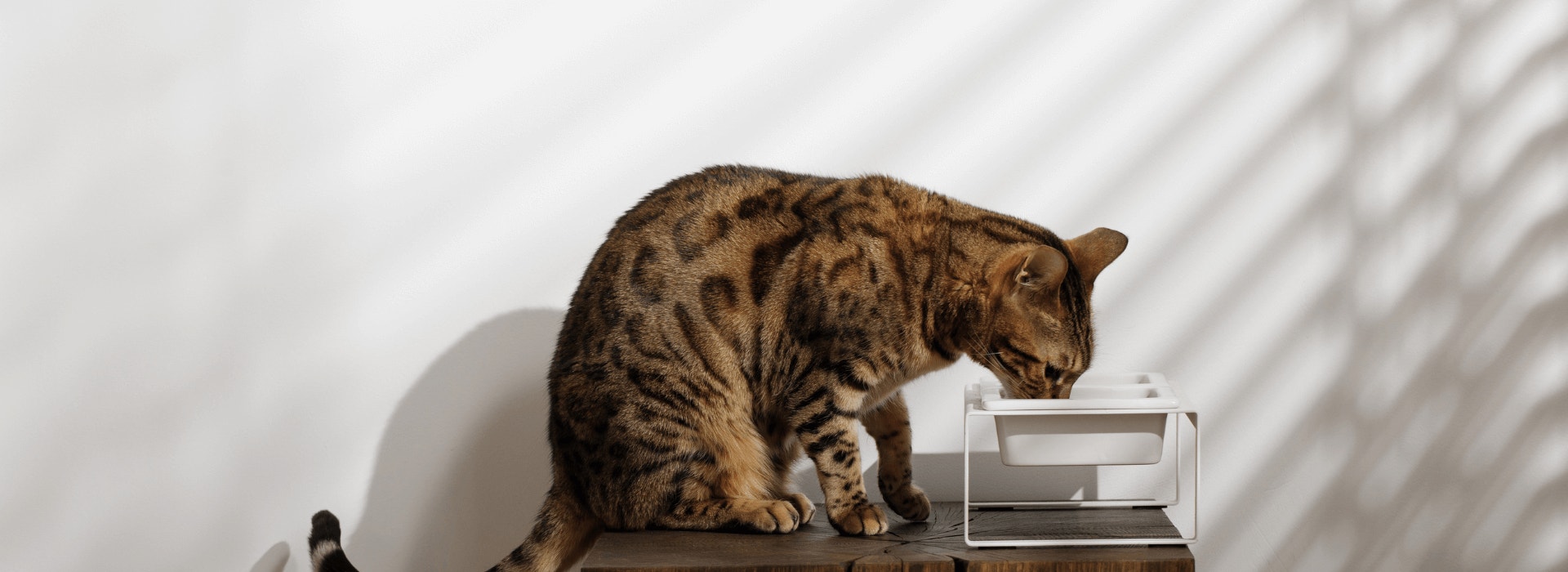 Um gato da raça Bengal sentado em cima de uma balcão de madeira com a cabeça inclinada para baixo ao fundo uma parede branca.
