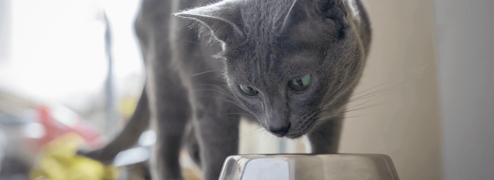 Nova ração WHISKAS® para mais ronronados: benefícios e uso