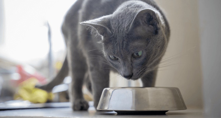 Nova ração WHISKAS® para mais ronronados: benefícios e uso