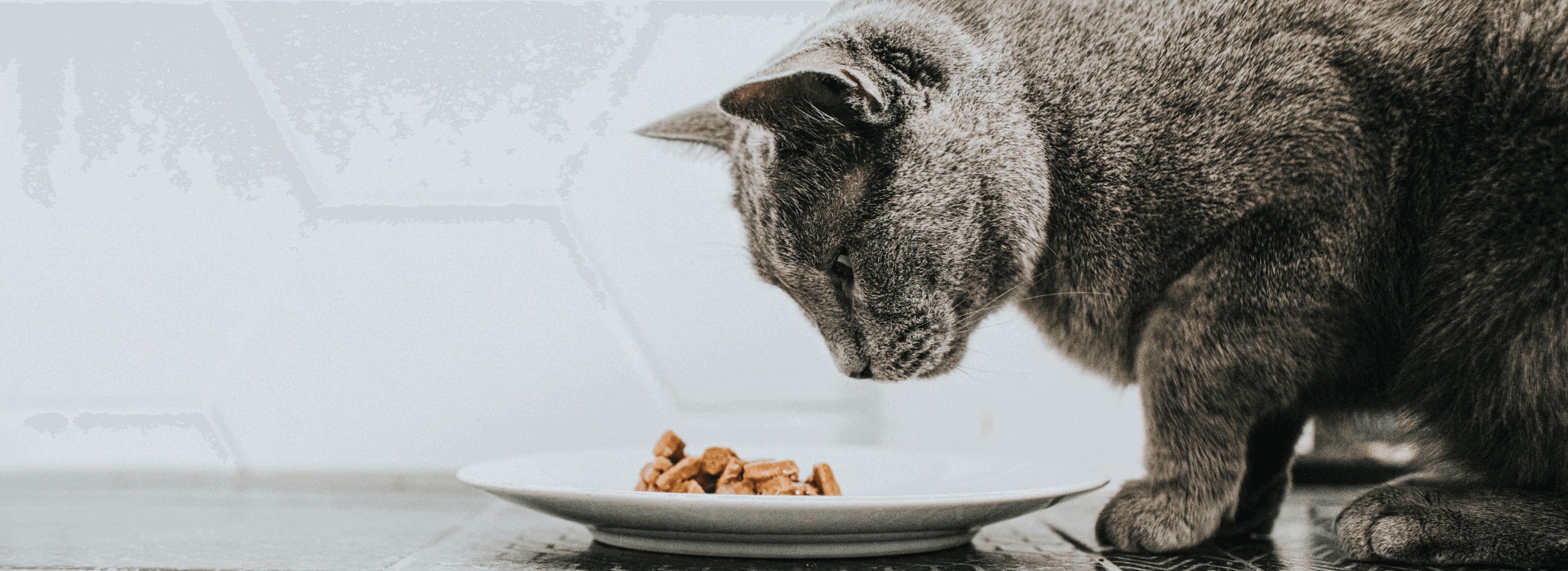 Um gato de pelo cinza olhando fixamente para a ração úmida que está em um prato branco no chão escuro e fundo desfocado
