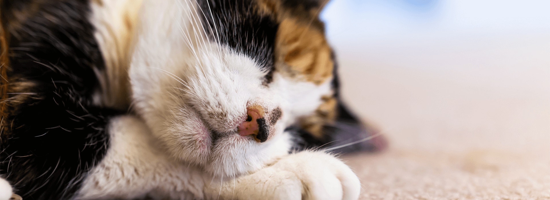 Um gato de pelo branco, marrom e caramelo, com a pata próxima do rosto, deitado em cima de um tapete dormindo.