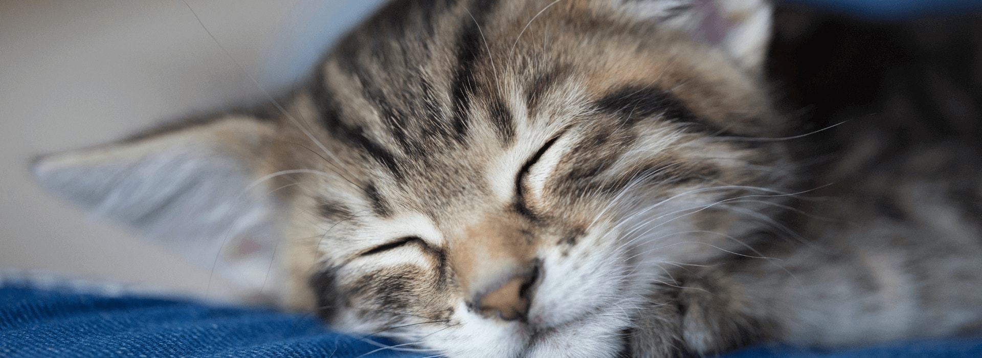 Gato sem raça definida pode tomar leite