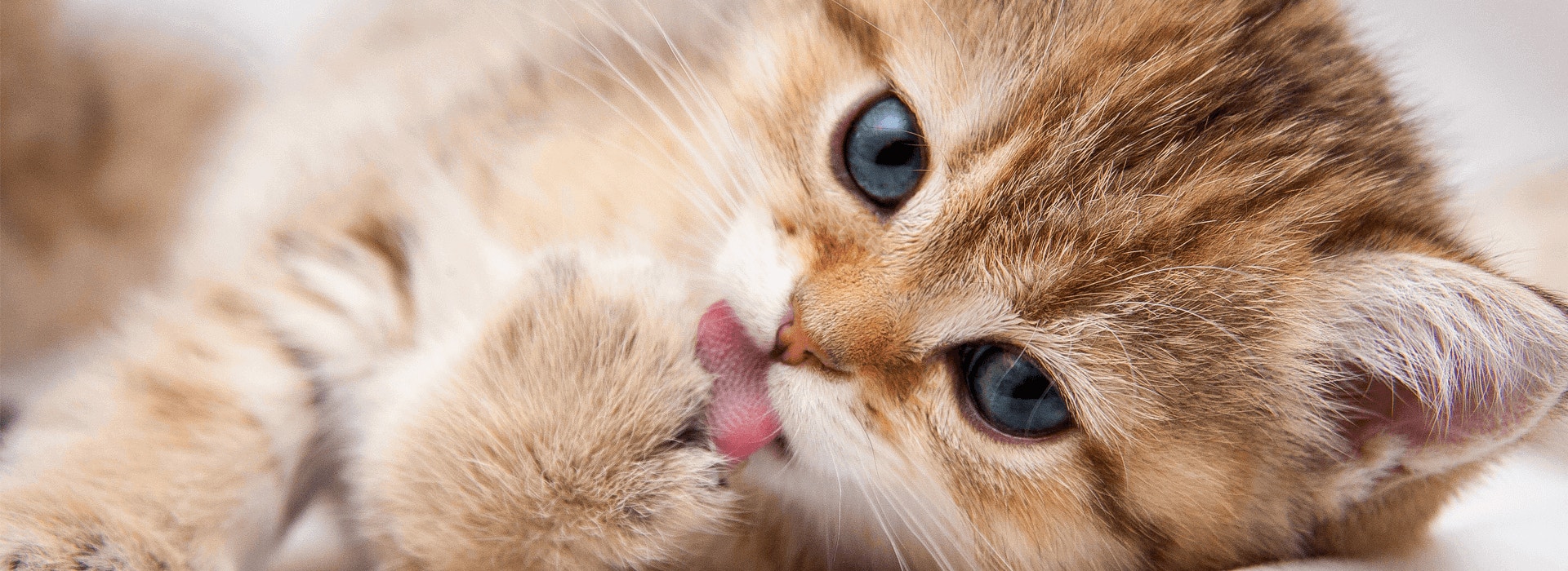 4 motivos para o gato se lamber que você não sabia!