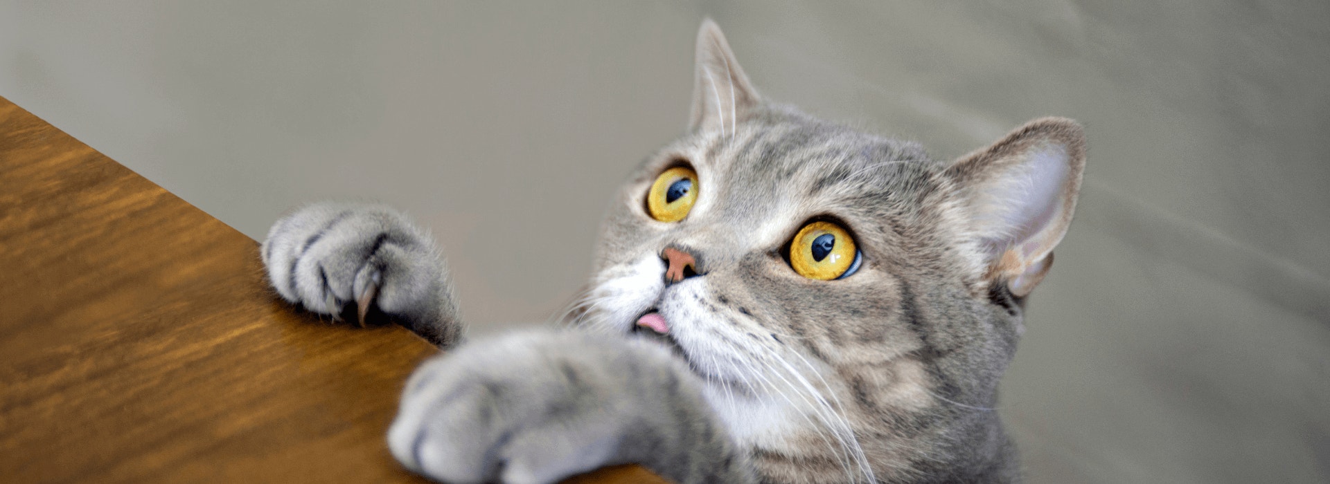 O que causa obesidade em gatos?