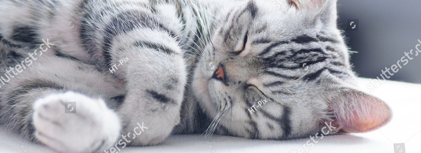 Banner Mais Ronronados