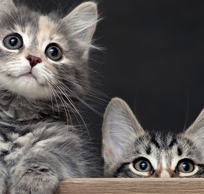 Curiosidades sobre gatos