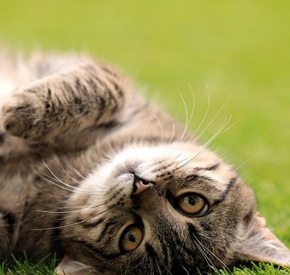 Afinal, por que os gatos ronronam?