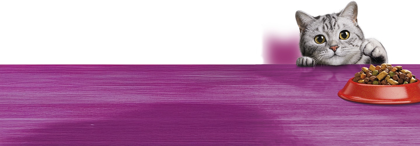 A kitten trying to get food from the bowl on top of a purple surface