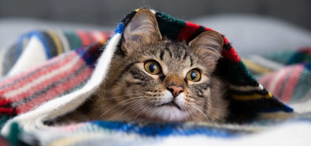 Gato rajado deitado sob um cobertor colorido, com olhar atento.