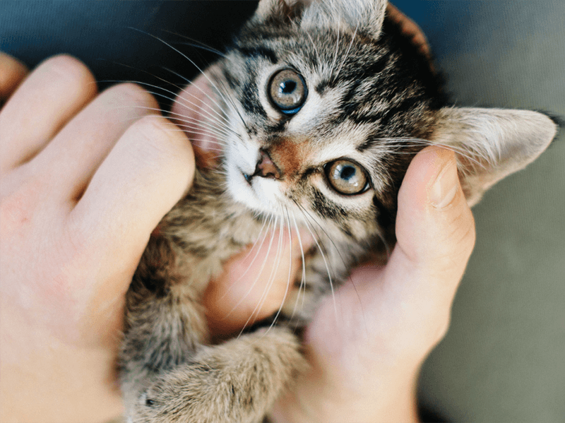 Gatinho olhando para a foto, no colo de uma pessoa