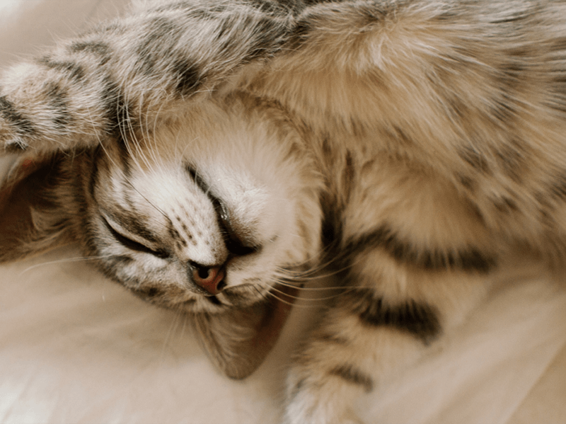 Gatinho dormindo com a barriga para cima em um lençol branco
