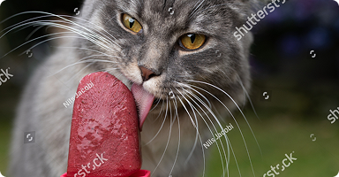 Gato lambendo picole