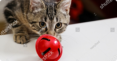 Gato brincando com bola vermelha