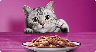 Gato de frente para um prato de sachê WHISKAS®