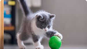 Gato olhando para um potinho com ração